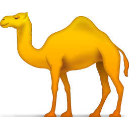 camel chameau