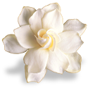 bouquet magnolia