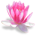 bouquet waterlily