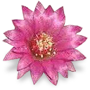 bouquet mammatum cactus